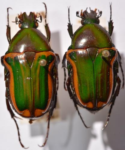 Coptomia mauritiana